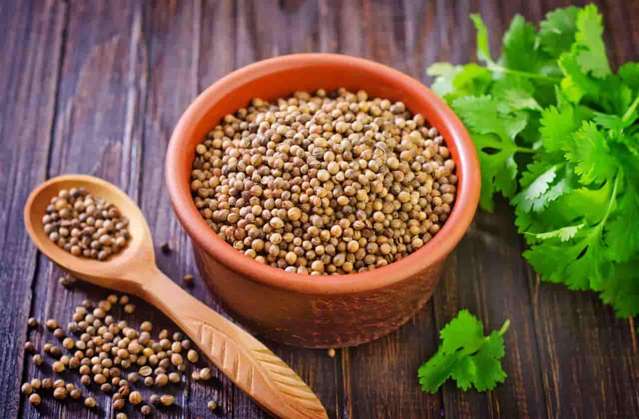 خرید و قیمت گیاه دارویی تخم گشنیز + فروش عمده